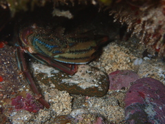 Cronius ruber