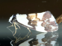 Philenora irregularis