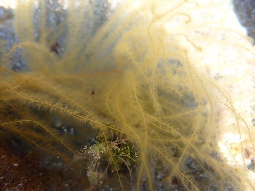Sporochnus pedunculatus observed 2022-06-03