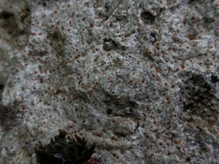 Protoblastenia incrustans