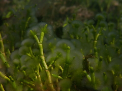 Cymopolia barbata
