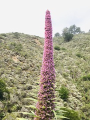 Echium wildpretii