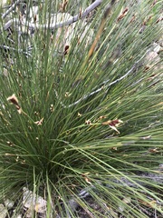 Hypodiscus alboaristatus