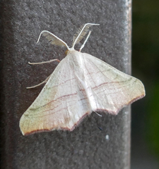 Ochodontia adustaria
