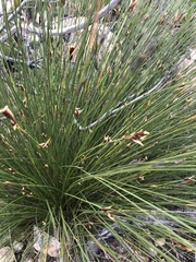 Hypodiscus alboaristatus