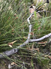 Hypodiscus alboaristatus