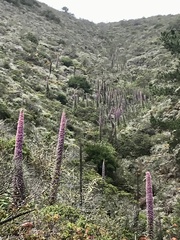 Echium wildpretii