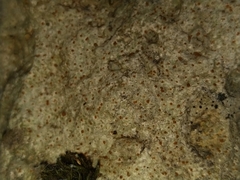 Protoblastenia incrustans