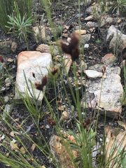 Hypodiscus alboaristatus