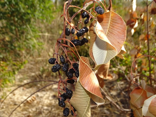 Ozoroa longipes image