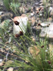Hypodiscus alboaristatus