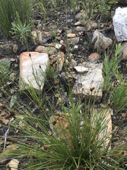 Hypodiscus alboaristatus