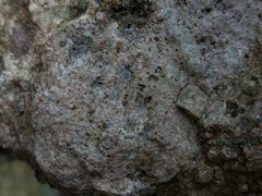 Protoblastenia incrustans