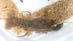 Cambarus latimanus