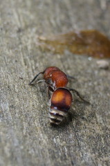 Pseudomethoca simillima