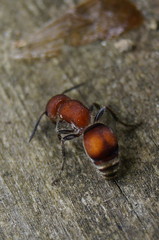 Pseudomethoca simillima