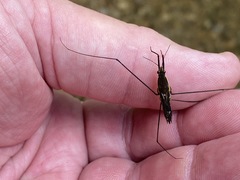 Aquarius conformis