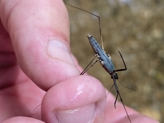 Aquarius conformis