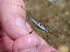 Aquarius conformis
