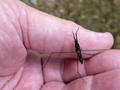 Aquarius conformis