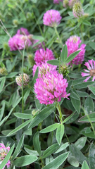 Trifolium medium