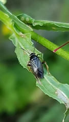 Capsus ater