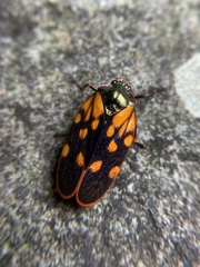 Mahanarva costaricensis