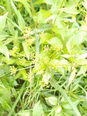 Thaspium trifoliatum