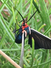 Ctenucha multifaria