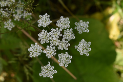 Chaerophyllum temulum