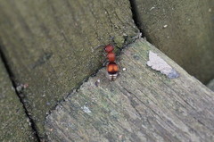 Pseudomethoca simillima