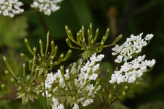 Chaerophyllum temulum