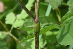 Chaerophyllum temulum