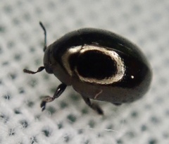 Oomorphus concolor