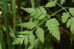 Chaerophyllum temulum