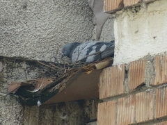 Columba livia domestica