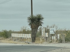 Yucca faxoniana