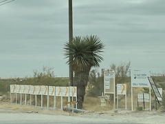 Yucca faxoniana