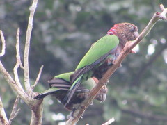 Deroptyus accipitrinus