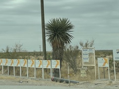 Yucca faxoniana