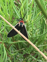 Ctenucha multifaria
