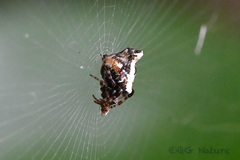 Cyclosa argenteoalba