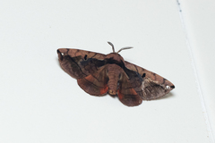 Prismosticta microprisma