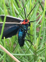 Ctenucha multifaria