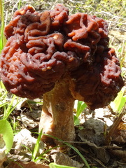 Gyromitra