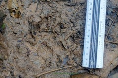 Lontra longicaudis