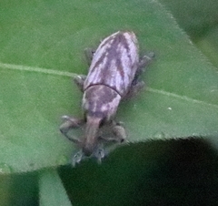 Lixus acutipennis