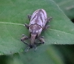 Lixus acutipennis