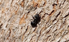 Cephalotes pusillus