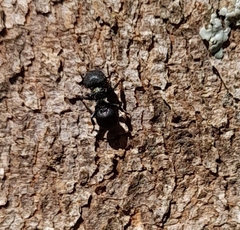 Cephalotes pusillus